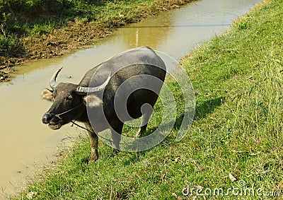Asian buffalo Stock Photo