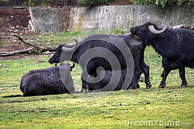 Asian buffalo, Bubalus bubalis, is a good helper in agriculture Stock Photo