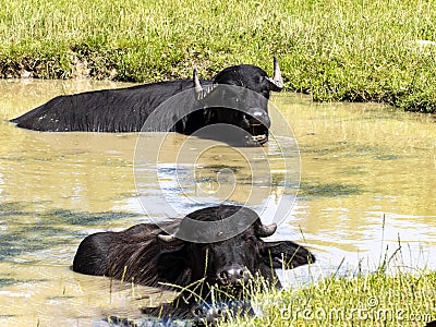 Asian buffalo, Bubalus bubalis, resting and lying in muddy water Stock Photo