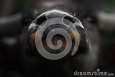 Asian buffalo. Stock Photo