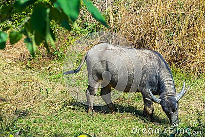 Asian buffalo in the field Stock Photo