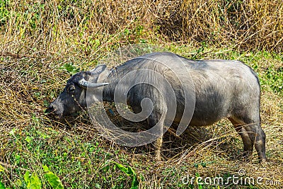 Asian buffalo in the field Stock Photo