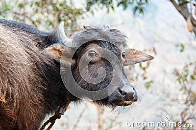 Asian buffalo Stock Photo