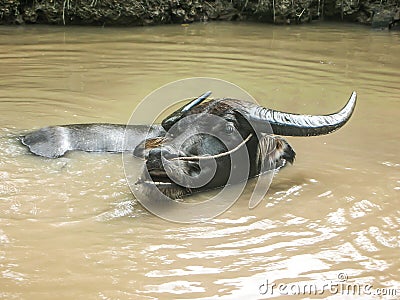 Asian buffalo in the water, Vietnam Stock Photo