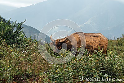 Asian buffalo wild water buffalo inhabit tropical Stock Photo