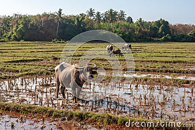 An Asian bull grazes on a field of water with large curved horns. Stock Photo