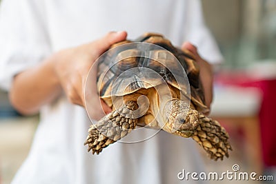 Asian child girl holding and playing with turtle with curious and fun Stock Photo