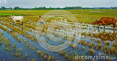 Asian child labor tend cow, Vietnam rice plantation Editorial Stock Photo