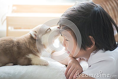 Asian child playing with siberian husky puppy Stock Photo