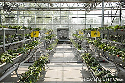 Asian China, Beijing carnival, agriculture, Greenhouse cultivation Editorial Stock Photo