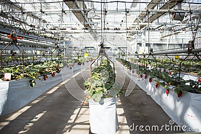 Asian China, Beijing carnival, agriculture, greenhouse cultivation Editorial Stock Photo