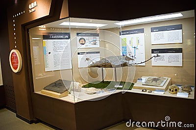 Asian China, Beijing, Museum of ancient animalï¼ŒIndoor exhibition hall, Editorial Stock Photo