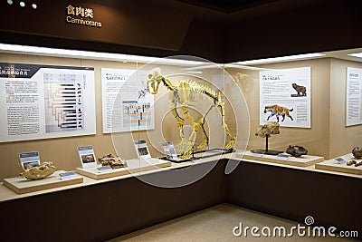 Asian China, Beijing, Museum of ancient animalï¼ŒIndoor exhibition hall, Editorial Stock Photo