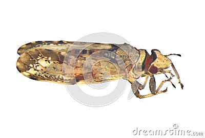 Asian citrus psyllid, Diaphorina citri Stock Photo