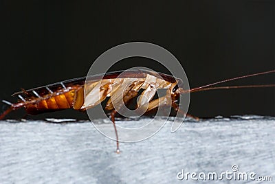 Asian cockroach Stock Photo