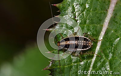 Asian Cockroach nymph Blattella asahinai dorsal view on a thistle leaf. Stock Photo