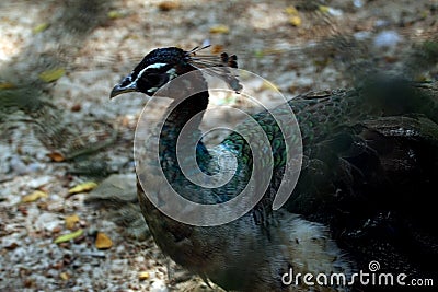 Asian Colorful Peacocks Stock Photo