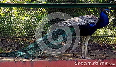 Asian Colorful Peacocks Stock Photo