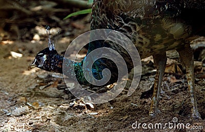 Asian Colorful Peacocks Stock Photo