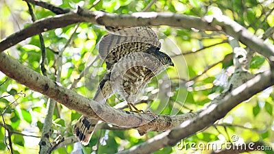 Asian Crested goshawk on a branch, Accipiter trivirgatus formosae, bird, eagle, wildlife, nature, animals Stock Photo