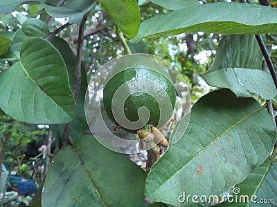 Asian delicious green guava with leaves Stock Photo