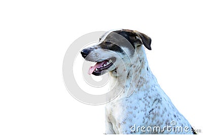 Asian Dog isolate on whitebackground Stock Photo