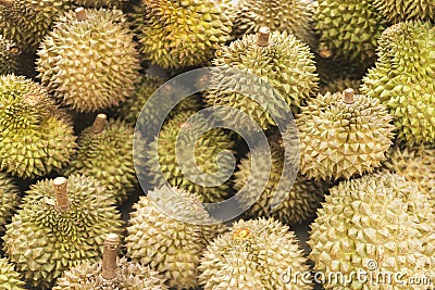 Asian durian fruit in kep cambodia market Stock Photo