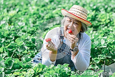 Asian elderly woman who is an organic strawberry farmer, eating and showing red strawberries Stock Photo
