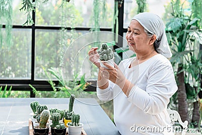 Asian elderly women spend their free time and rest by plant and care for cactus Stock Photo