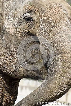 Asian Elephant Stock Photo