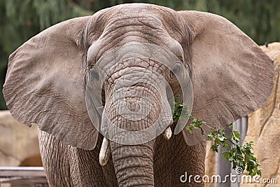 Asian elephant Stock Photo