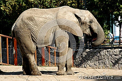 Asian elephant Stock Photo