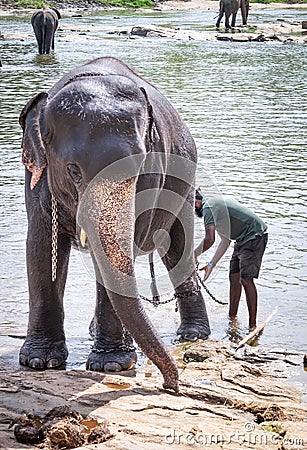 Asian elephant and animal husbandy at river near the village of Pinnawala Editorial Stock Photo