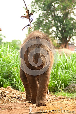 Asian elephant baby is joyfully. Stock Photo