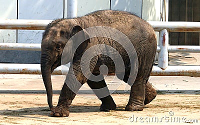 Asian elephant baby Stock Photo