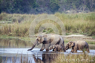 Asian Elephant in Bardia national park, Nepal Stock Photo