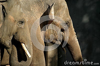 The Asian Elephant (couple) Stock Photo