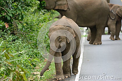 Asian Elephant (Elephas maximus) Stock Photo