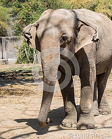 Asian elephant Closeup Front Profile Stock Photo