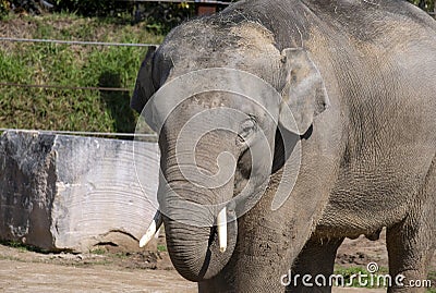 An Asian Elephant (Elephas maximus) in Sydney Editorial Stock Photo