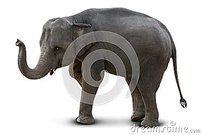 Asian elephant isolated Stock Photo