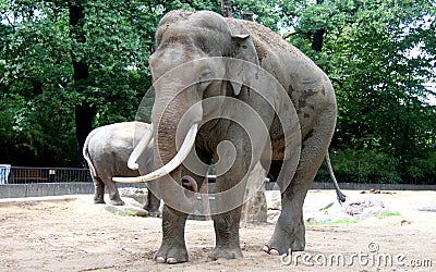 Asian elephant Stock Photo