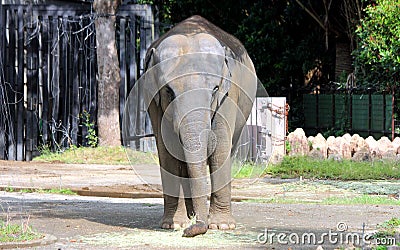 Asian elephant Stock Photo