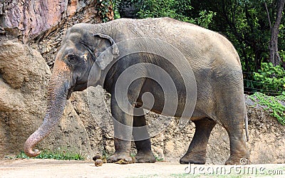 Asian elephant Stock Photo