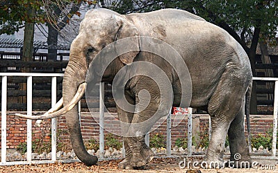 Asian elephant Stock Photo