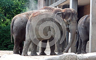 Asian elephant Stock Photo