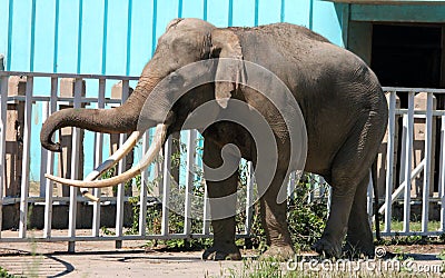 Asian elephant Stock Photo