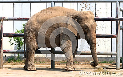 Asian elephant Stock Photo