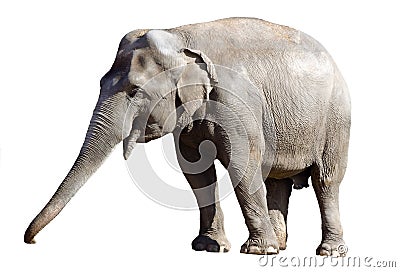 Asian elephant male Stock Photo