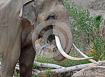 Asian Elephant Male Stock Photo